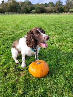 Therapy Dogs Archie and Zorro Visit Bushey Meads School